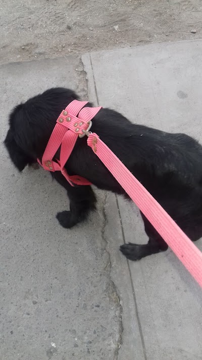 Photos of Centro Veterinario Municipal Arica