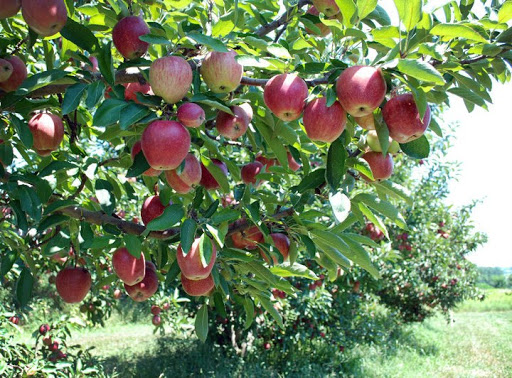 Dougherty Orchards - Visual
