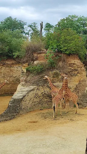 Le Camp Des Girafes - Thumbnail