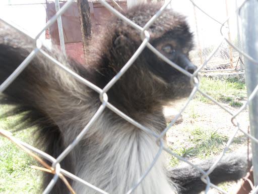 Clínica Veterinaria Zoovet MX