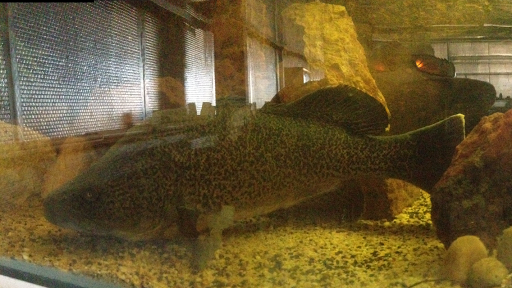 Narrabri Fish Farm