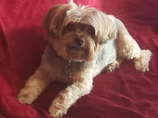 Shoreline Pets, LLC - Thumbnail