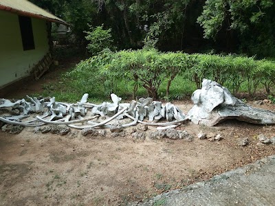 Photos of Jumba La Mtwana