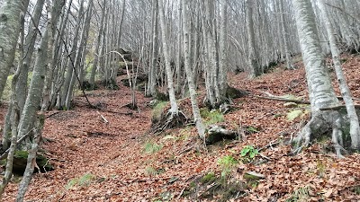 Bosco del Fatonero