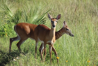 Photos of Bear Island Campground, Big Cypress National Preserve