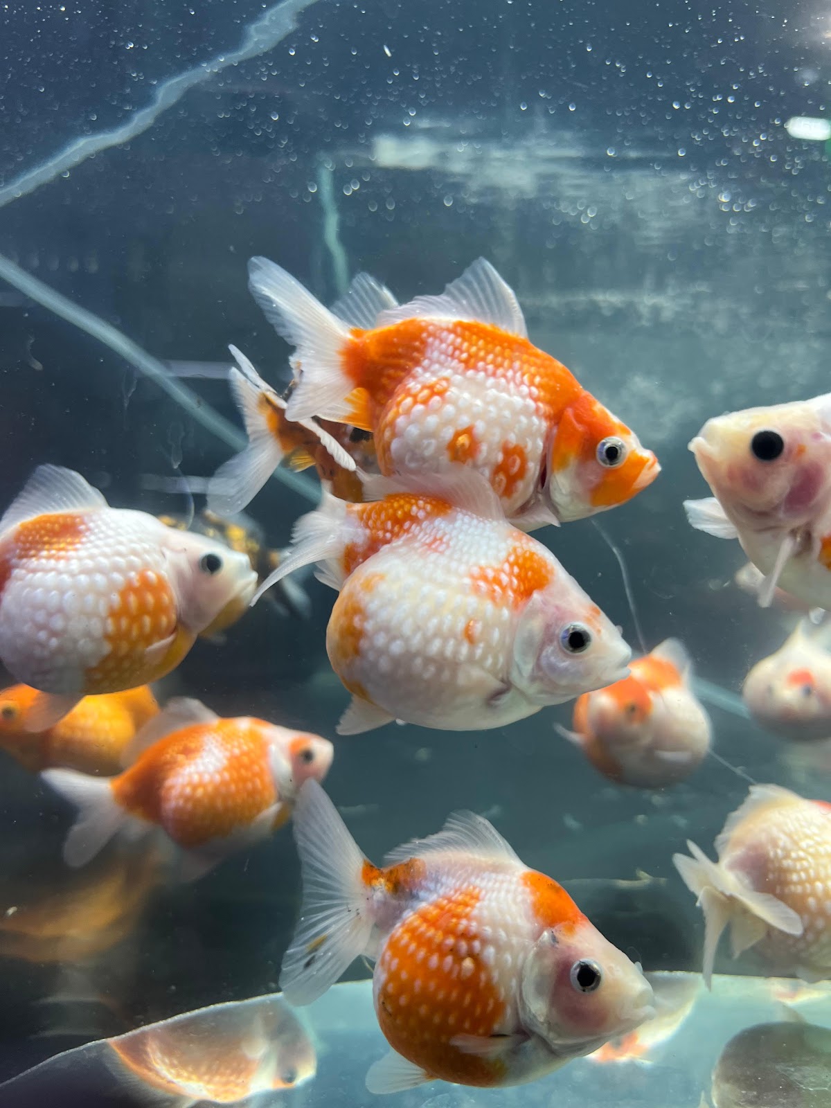 Feathers and Fins_ Aquarium Shop in Al Karama | Maintenance and Installation - صورة 3