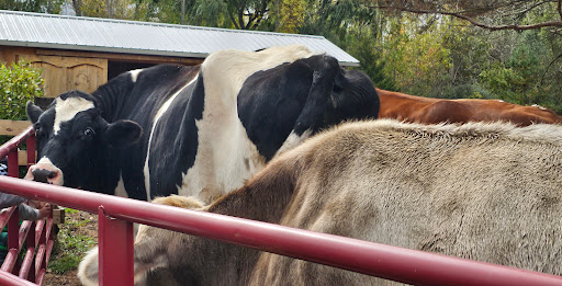 Asha’s Farm Sanctuary - Thumbnail