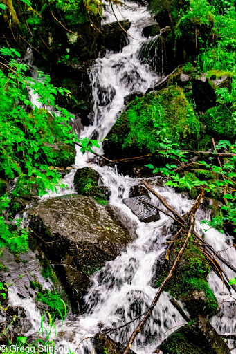 Canyon Lake Community Forest - Thumbnail