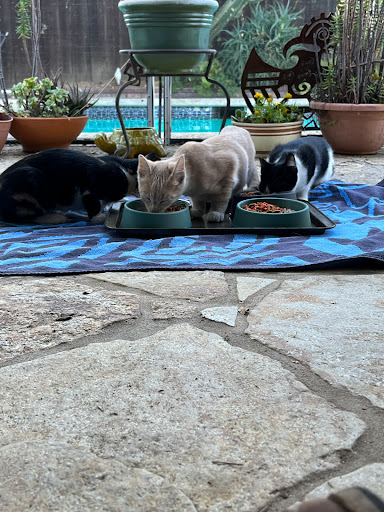 Simi Valley Non-Profit Spay and Neuter Clinic - Thumbnail