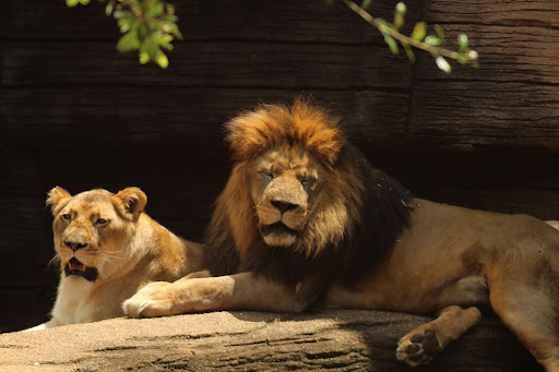 The Lion King - Thumbnail