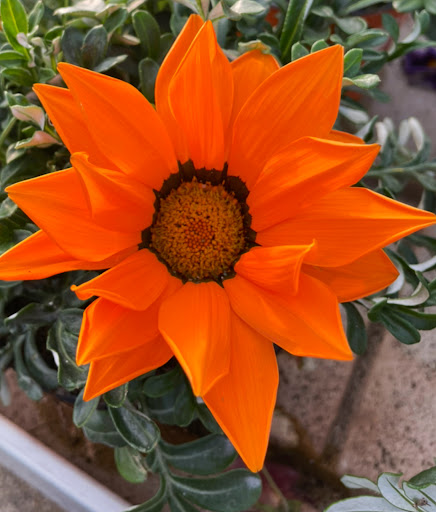 Magia dei Fiori - Thumbnail