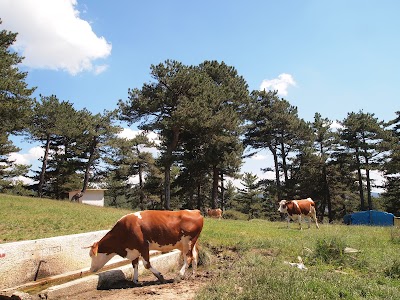 Karaca Yaylası