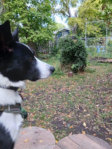 Nemo & Lux's dog park - Thumbnail