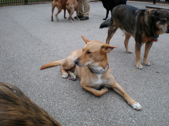 Dog Day Afternoon by null