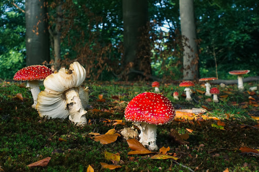 Landgoed Schaep en Burgh Gallery - Netherlands