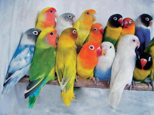 Maskotitas animalShop alimentos, medicamentos - Thumbnail