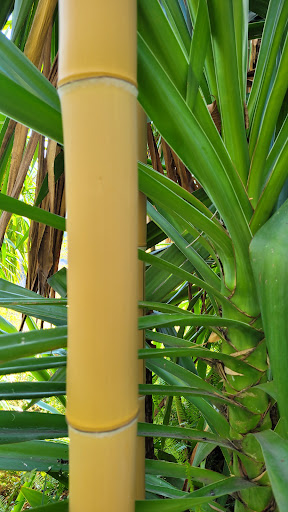 La Citronneraie - Thumbnail