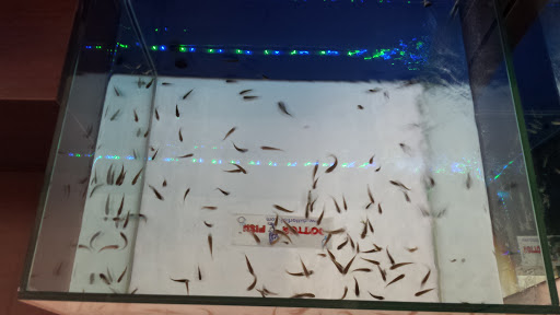 Dottor Fish Bellaria - Visual