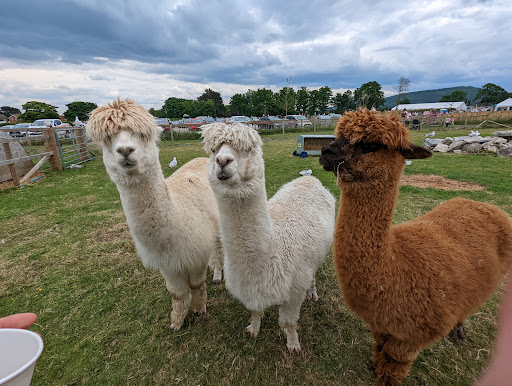 Manorafon Farm Park - Thumbnail