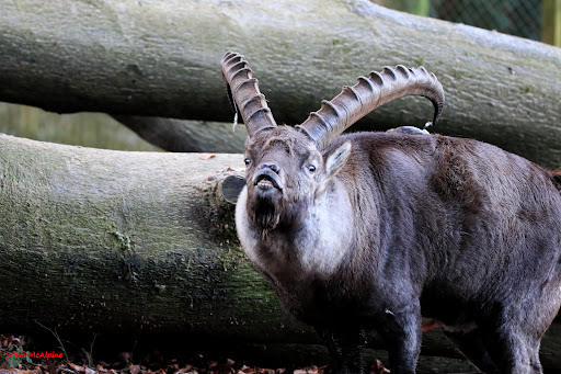 Alpensteinbock-Anlage
