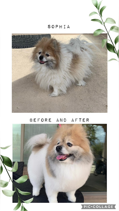 Zoomin Groomin Scottsdale