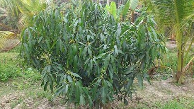 Photos of Al-Amin Nursery & Garden