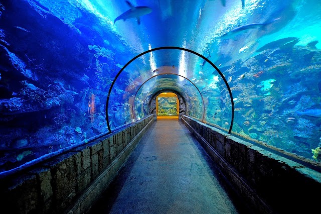 Shark Reef Aquarium at Mandalay Bay