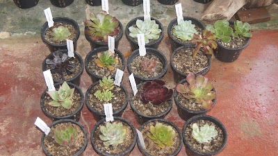 Photos of Senci Green Flower Garden