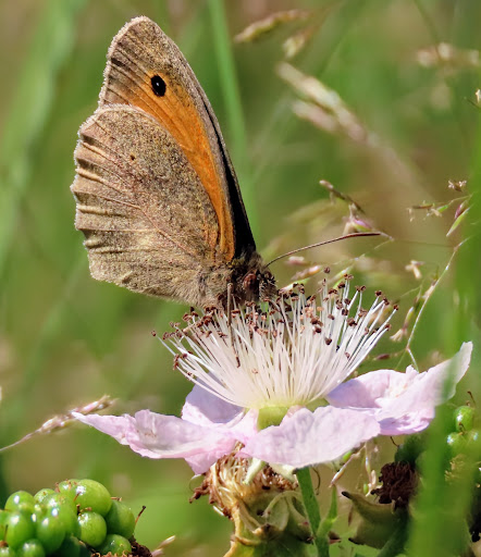 Amerongse Bos - Thumbnail