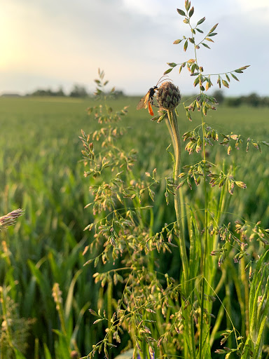 SILBERBERG Nature Reserve - Thumbnail