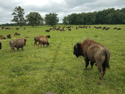 Photos of Wild Winds Buffalo Preserves