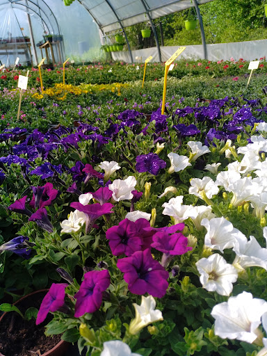 Photo de L'Atelier Floral à Rochechouart (87600)
