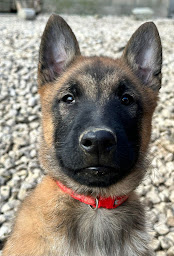 Photo n°1 de Élevage du Domaine d’Helektra à Courgivaux (Éleveur de chiens)