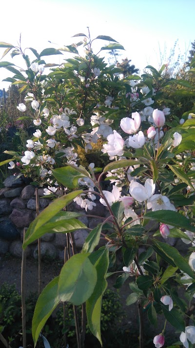 Photos of Nursery Garden