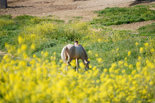DELLE ROSE EQUESTRIAN ACADEMY Gallery - Italy