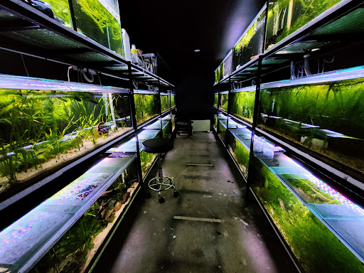 DansFish.au - Visual