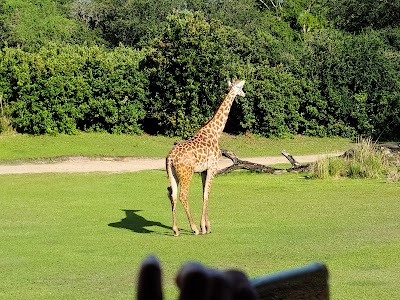 Photos of Disney's Animal Kingdom Theme Park