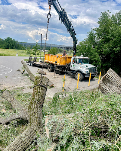 Landon's Tree Service Ltd. work photo 1