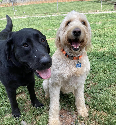 Lake Forest Boarding & Grooming - Thumbnail