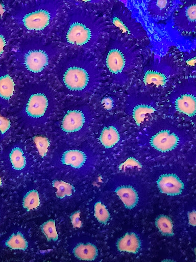 Supreme Reefs - Thumbnail