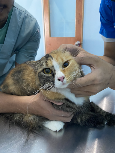 Klinik Haiwan CT Vet Pulai mutiara