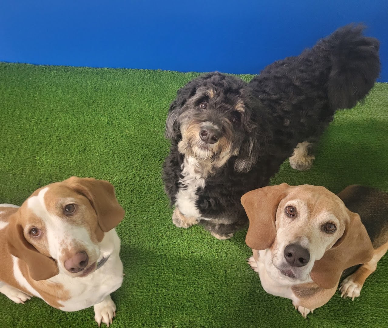 Hound Haven Newport News