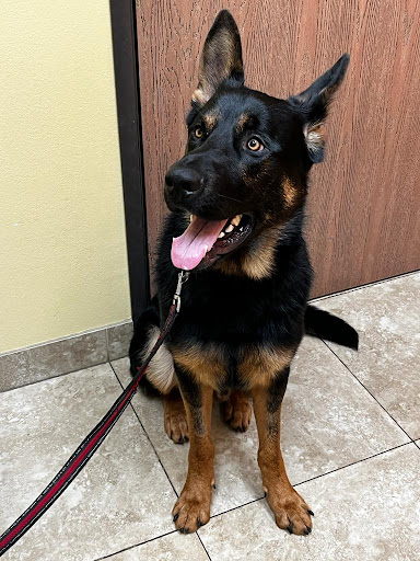 Laguna Beach Veterinary Medical Center - Thumbnail