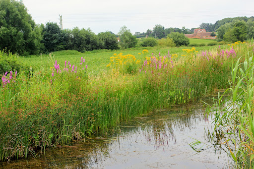 Buckingham Canal at Bourton Meadow - Thumbnail