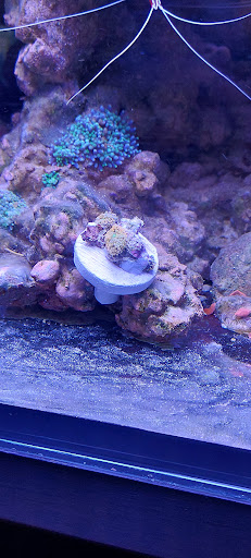 Coralfire - Thumbnail