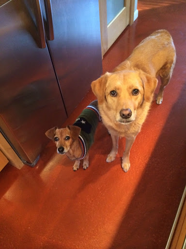 Texas Veterinary Behavior Services - Visual