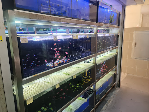 Baby Fish Aquarium - Thumbnail