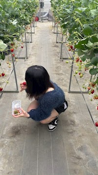 Velfarre (ヴェルファーレ)