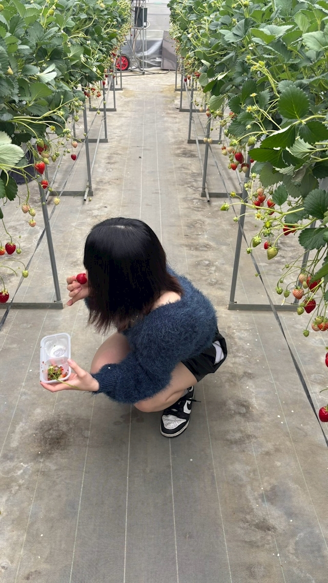 Velfarre (ヴェルファーレ)