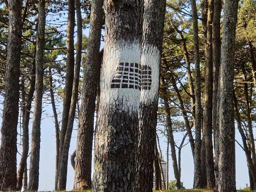 Celtic pine forest - Visual